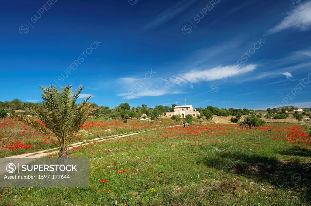 Balearic Islands, Majorca, Mallorca, Spain, Europe, outside, Finca, Fincas, country house, country houses, poppy blossom, scenery, poppies, day, nobod...