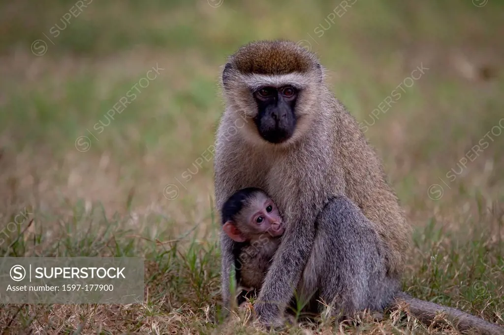 Dry nose monkeys, old world monkeys, Chlorocebus, Haplorhini, Catarrhini, Cercopithecidae, Cercopithecinae, Cercopithecini, suckle long_tailed monkey,...