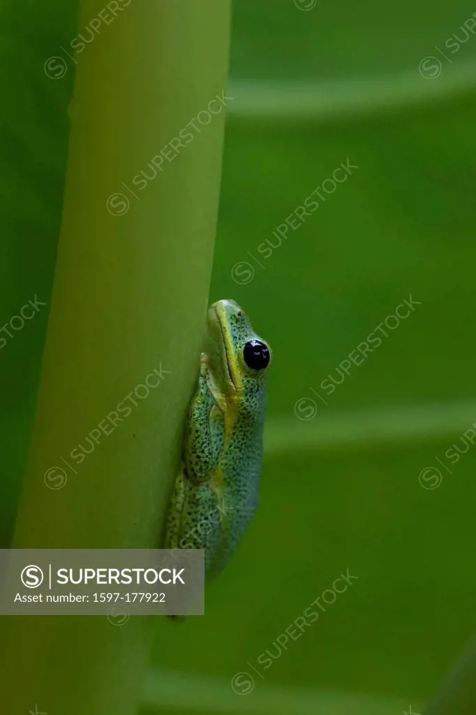 Africa, Uganda, East Africa, black continent, pearl of Africa, Great Rift, nature, amphibians, frogs rest, animals, wild animal, Anura, amphibians, sa...