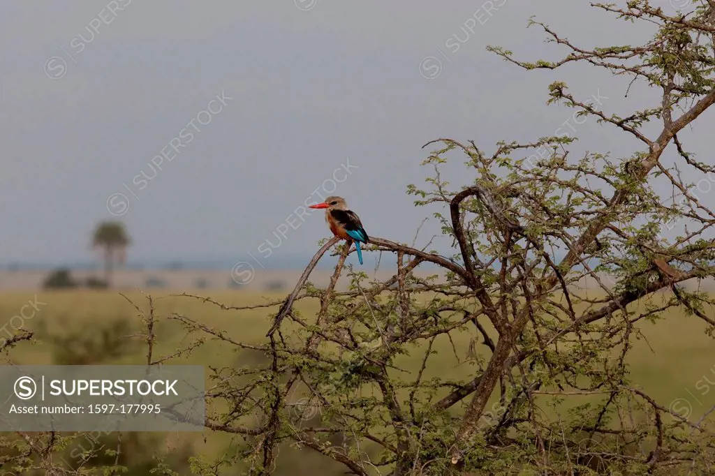 Africa, Uganda, East Africa, black continent, pearl of Africa, Great Rift, Murchison Falls, national park, nature, wilderness, Grey headed kingfisher,...