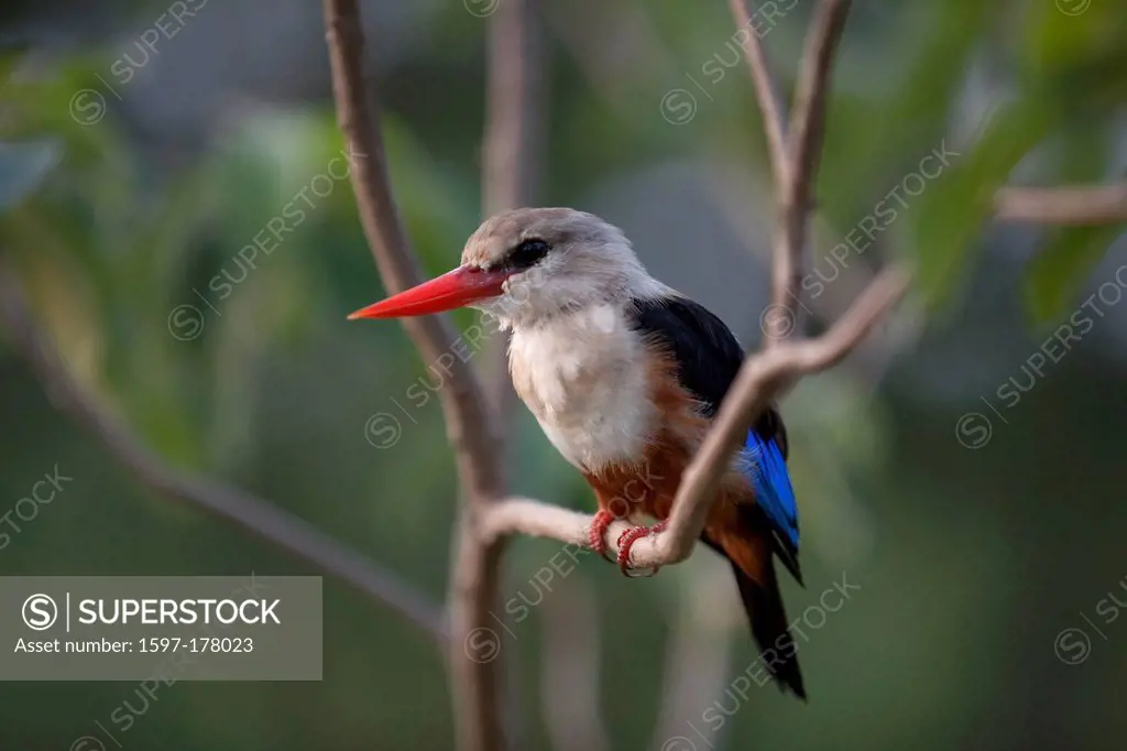 Africa, Uganda, East Africa, black continent, pearl of Africa, Great Rift, nature, wilderness, Grey headed kingfisher, kingfisher, birds, animal, wild...