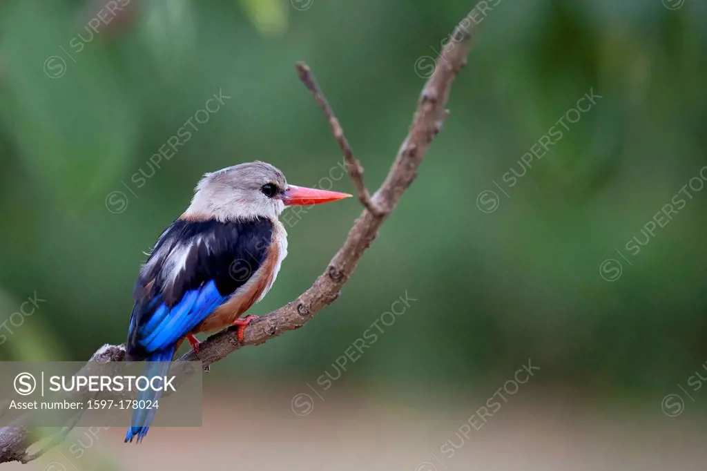 Africa, Uganda, East Africa, black continent, pearl of Africa, Great Rift, nature, wilderness, Grey headed kingfisher, kingfisher, birds, animal, wild...