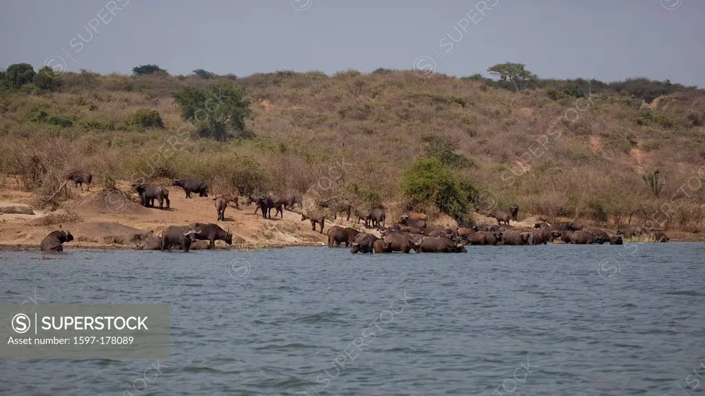 Africa, Uganda, East Africa, black continent, pearl of Africa, Great Rift, Queen Elisabeth, national park, nature, water buffalo, Syncerus caffer, rum...
