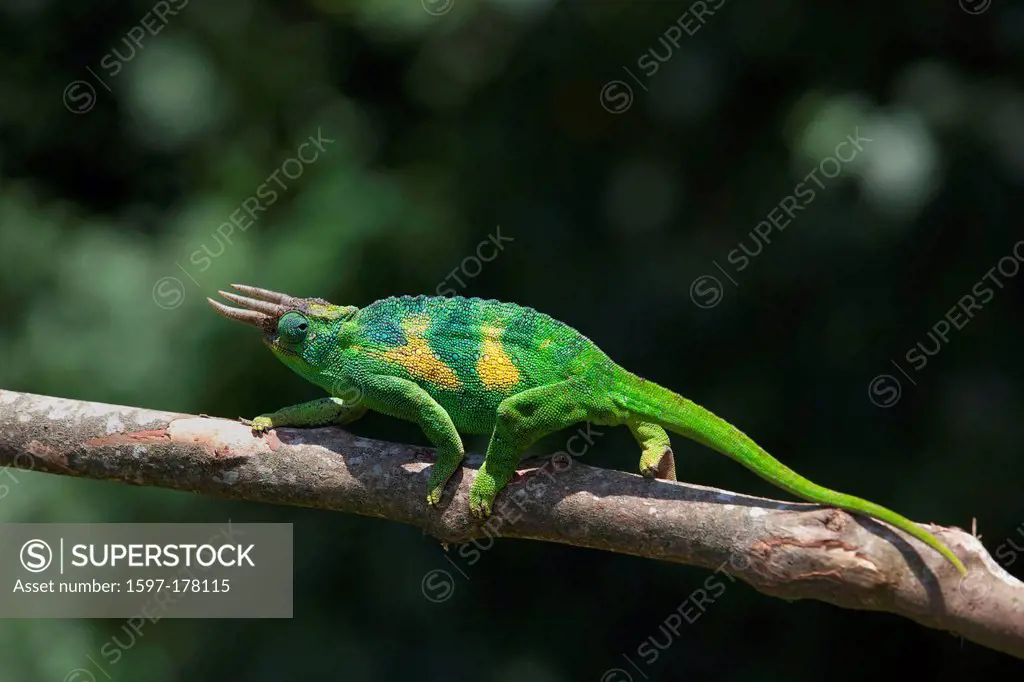 Africa, Uganda, East Africa, black continent, pearl of Africa, Great Rift, chameleon, animal, wild animal, wilderness, nature, color_cycling, reptiles...
