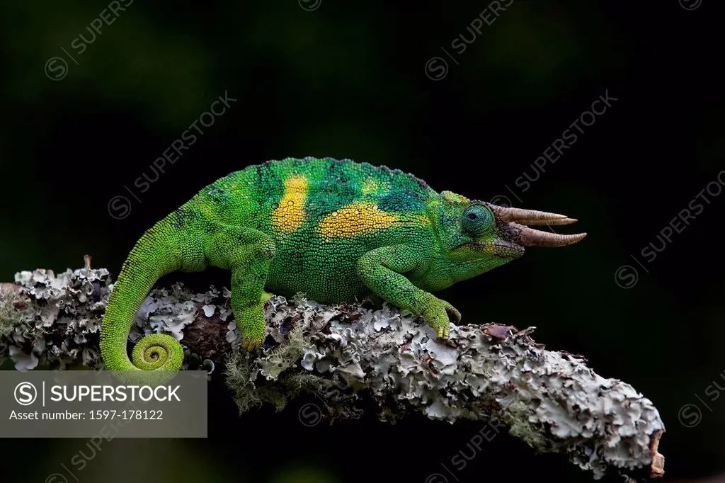 Africa, Uganda, East Africa, black continent, pearl of Africa, Great Rift, chameleon, animal, wild animal, wilderness, nature, color_cycling, reptiles...
