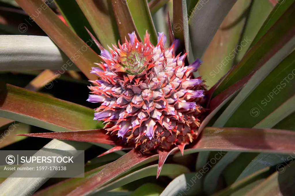 Africa, Uganda, East Africa, black continent, pearl of Africa, Great Rift, pineapple, fruit, fruits, plants, Commeliniden, sweet grass_like, Bromelioi...