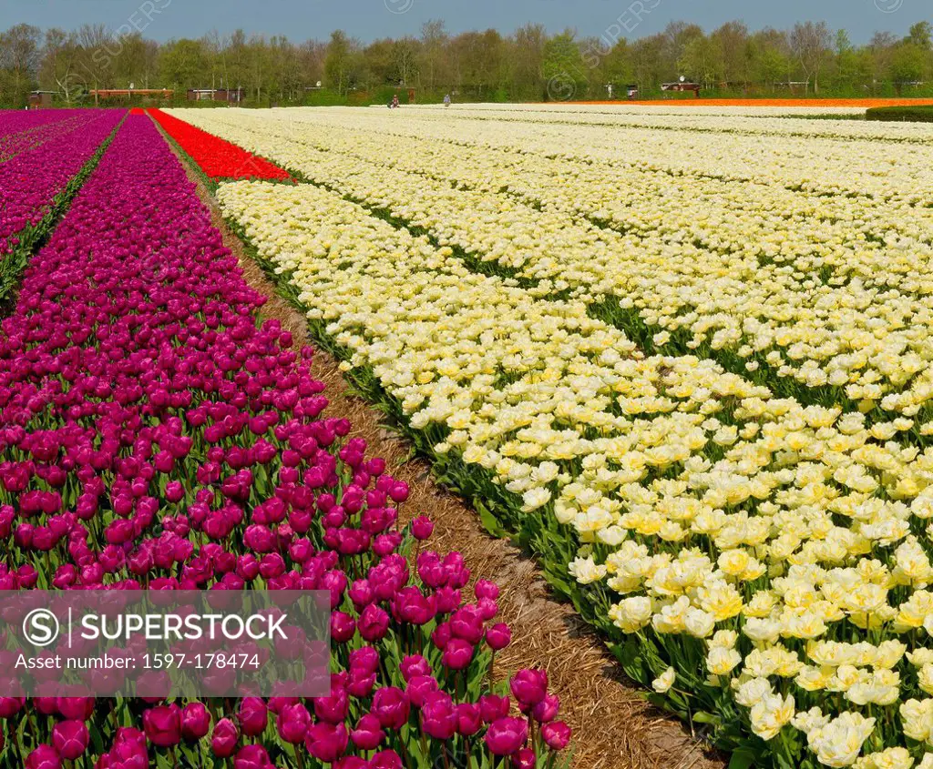 Holland, Netherlands, Europe, Sint Maartensvlotbrug, Bulb field, bloom, blooming, landscape, forest, wood, trees, spring, tulips,