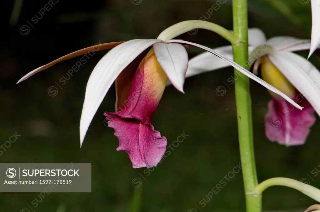 Orchidaceae, Orchidee, plant, plants, tropical, Farbe, flower, petal, nature, botany, Costa Rica, pink