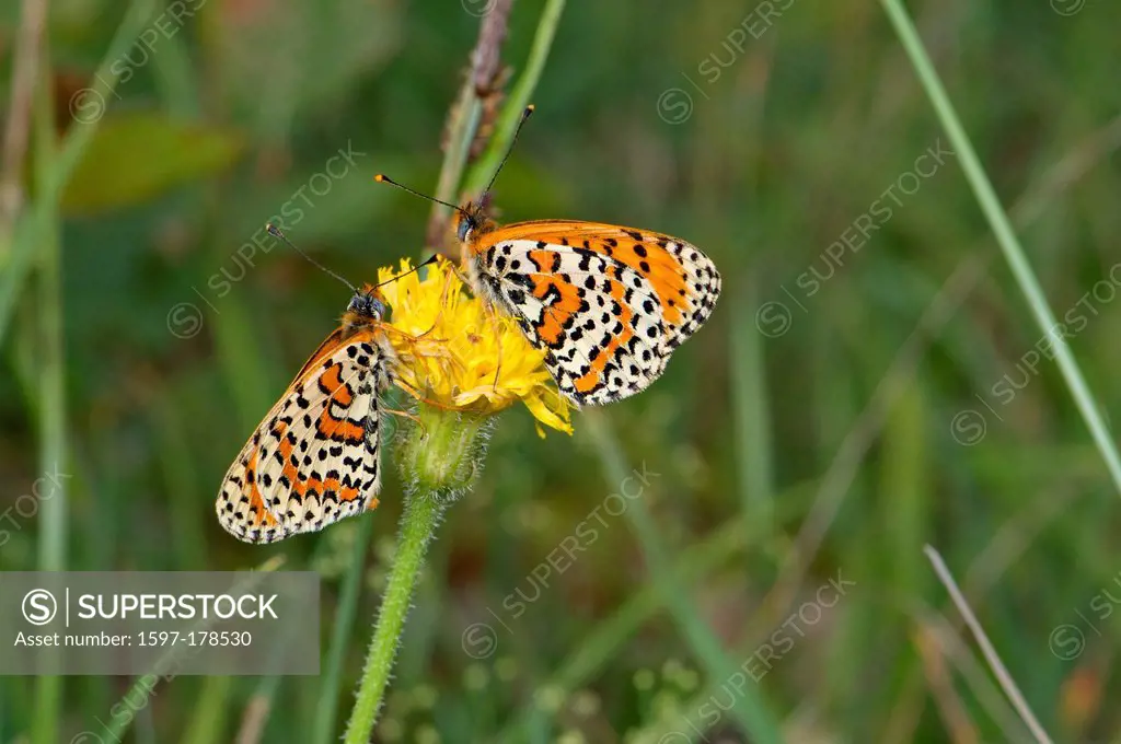 Spotted Fritillary, Melitaea didyma, butterfly, butterflies, insect, insects, protected, indigenous, orange, white, spotted, animal, animals, fauna, w...