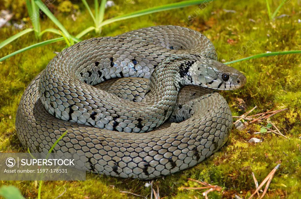 Grass snake, colubrid, colubrids, Natrix natrix helvetica, snake, snakes, reptile, reptiles, general view, protected, endangered, indigenous, nonvenom...