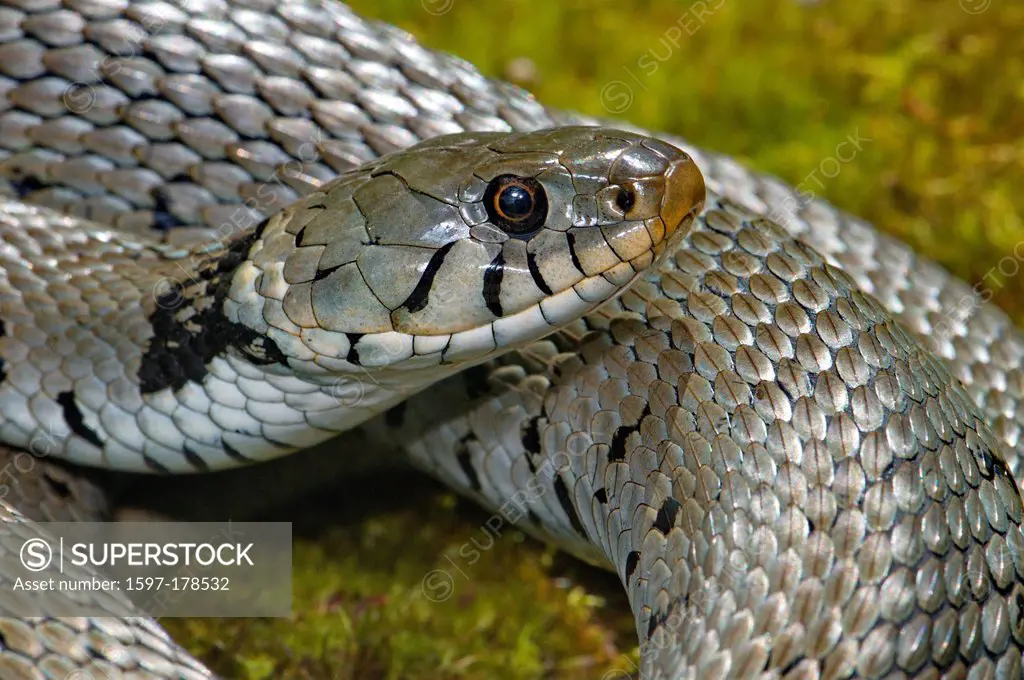 Grass snake, colubrid, colubrids, Natrix natrix helvetica, snake, snakes, reptile, reptiles, portrait, protected, endangered, indigenous, nonvenomous,...