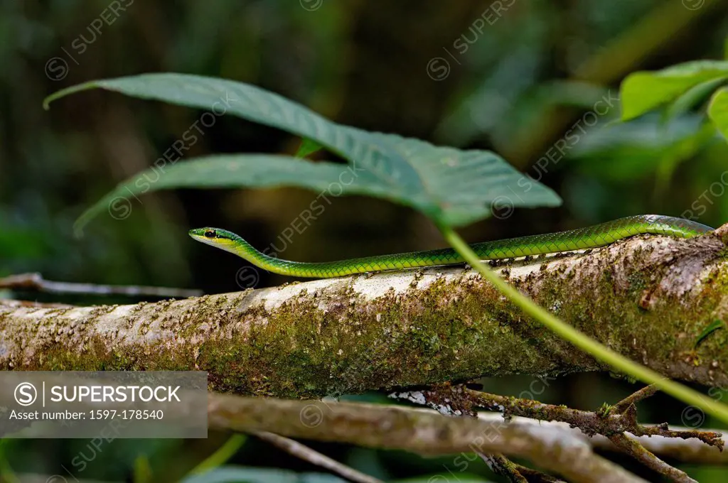 Parrot snake, Yellow_lipped parrot_snake, Whip snake, Leptophis nebulosus, snake, snakes, reptile, reptiles, general view, Costa Rica, tropical, non_v...