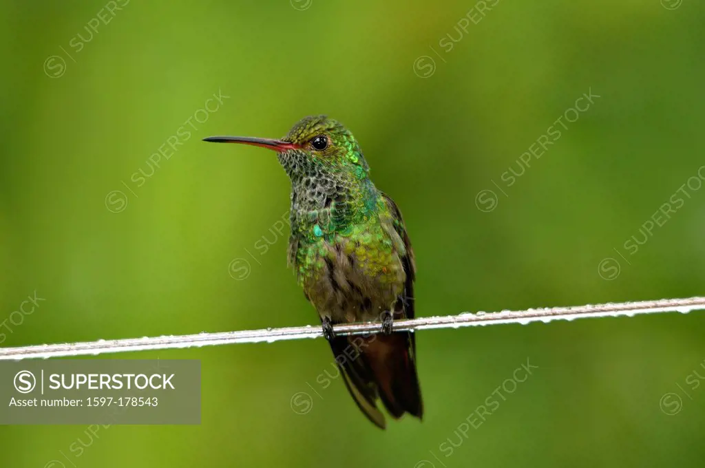 Rufous_tailes hummingbird, hummingbird, Amazilia tzacatl, bird, birds, animal, animals, wildlife, wild animal, wild animals, nature, rainforest, Costa...