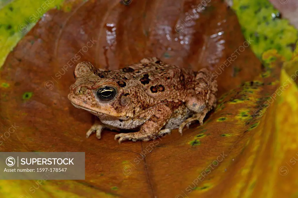 toad, toads, cane toad, Chaunus marinus, Amphibium, Amphibians, tropical, Costa Rica, animal, animals, fauna, wildlife, wild, animal, wild, animals, b...