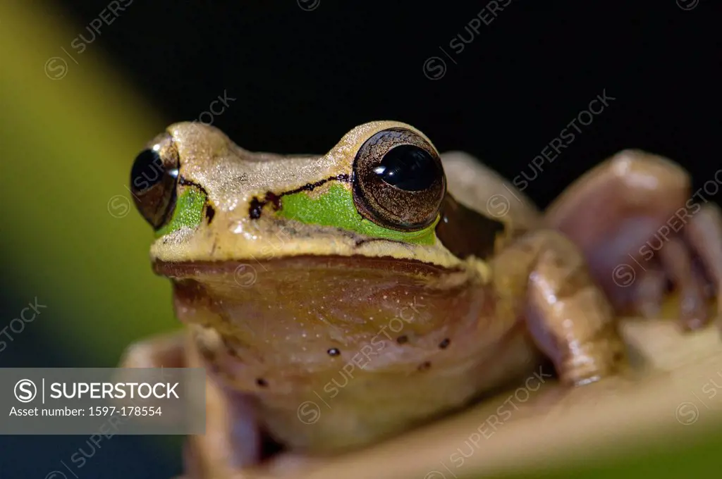 Frog, frogs, tree, frog, Costa Rica treefrog, Smilisca phaeota, Amphibium, Amphibians, tropical, Costa Rica, animal, animals, fauna, wildlife, wild, a...