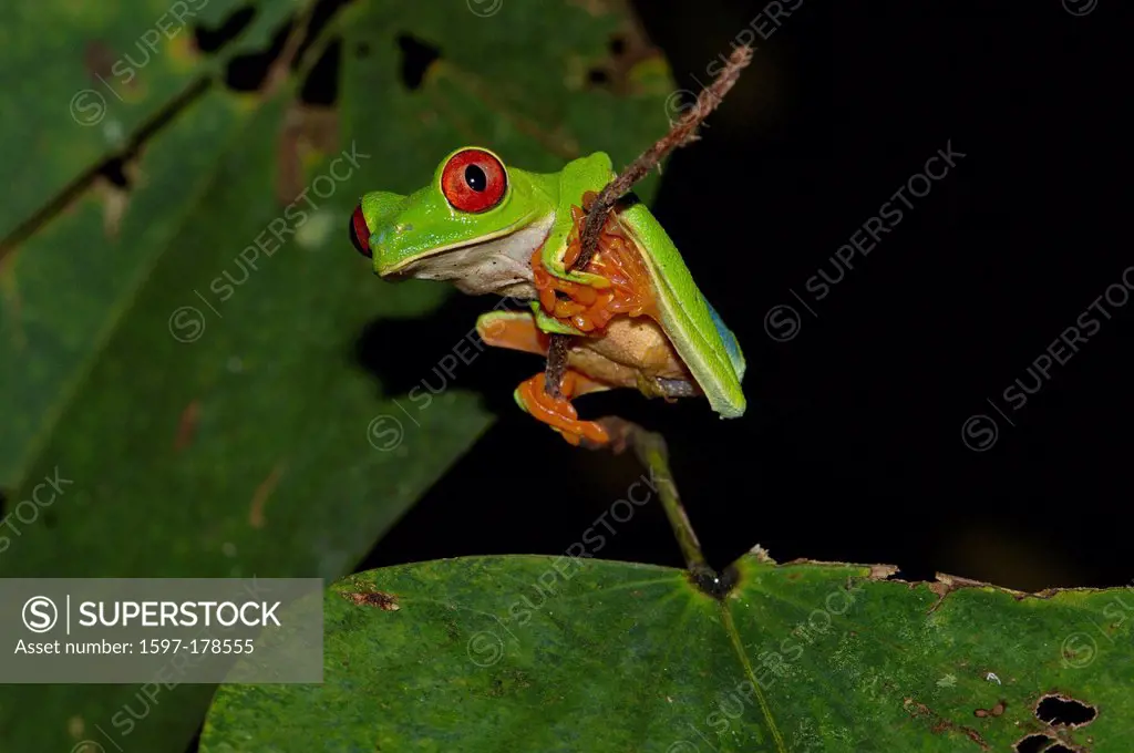 Frog, frogs, tree frog, Red_eyed treefrog, Agalychnis callidryas, Amphibium, Amphibians, tropical, Costa Rica, animal, animals, fauna, wildlife, wild,...