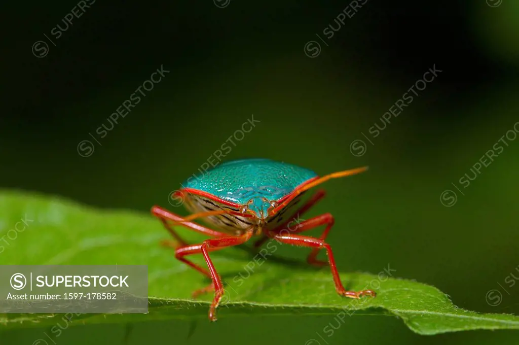 Shield bug, bug, Scutelleridae, Heteroptera, Insect, Insects, red, turquoise, green, animal, animals, fauna, tropical, Costa Rica, Wildlife, wild anim...