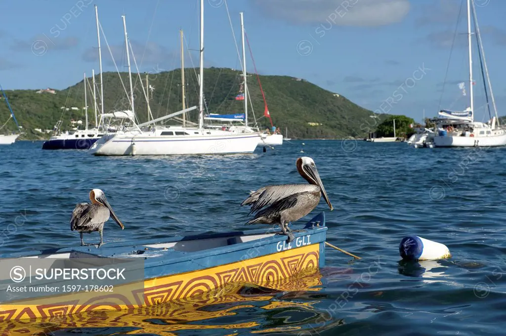 BVI, boats, British Virgin Islands, Virgin Islands, British Virgin Islands, island, isle, Tortola, Caribbean, pelican