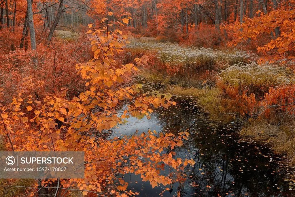 USA, United States, America, New Hampshire, Manchester, North America, East Coast, NH, forest, autumn, foliage, nature, brook, State Park, Bear Brook,...