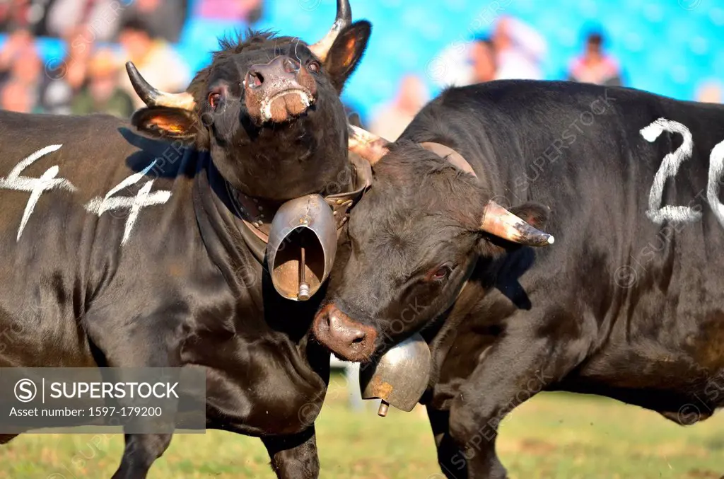 Two cows fighting as part of a competition to establish the dominant female to lead the herd to summer pastures.