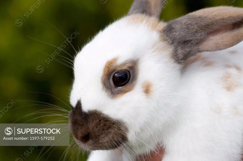 Rabbits, English Spot, Spot, Thuringian, color, portrait, domestic animal, pet,
