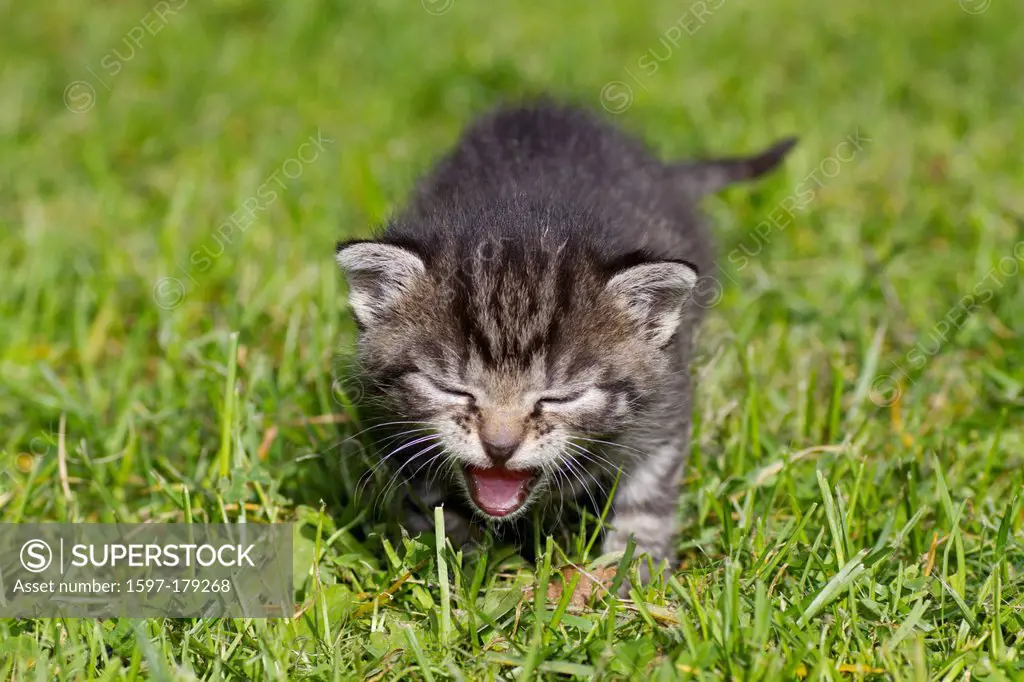 cat, house cat, kitten, young, animal, domestic animal, pet, sweet,