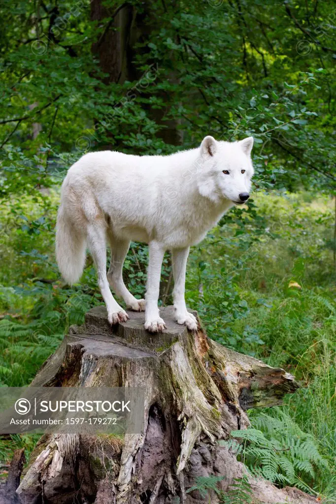 Canis lupus albus, Tundra, wolf, alpha leader, animal, tree stump, white
