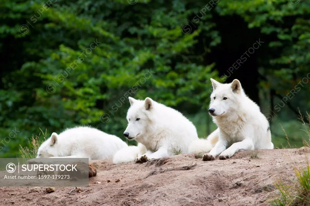 Tundra wolves, Canis lupus albus, Tundra, wolf, wolves, Wolf pack, herds, white, animal,
