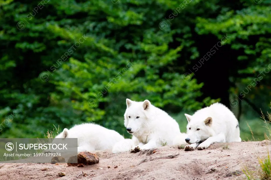 Tundra wolves, Canis lupus albus, Tundra, wolf, wolves, Wolf pack, herds, white, animal,
