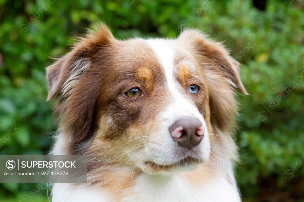 Australian Shepherd, shepherd, dog, sheepdog, portrait, animal, domestic animal, pet,