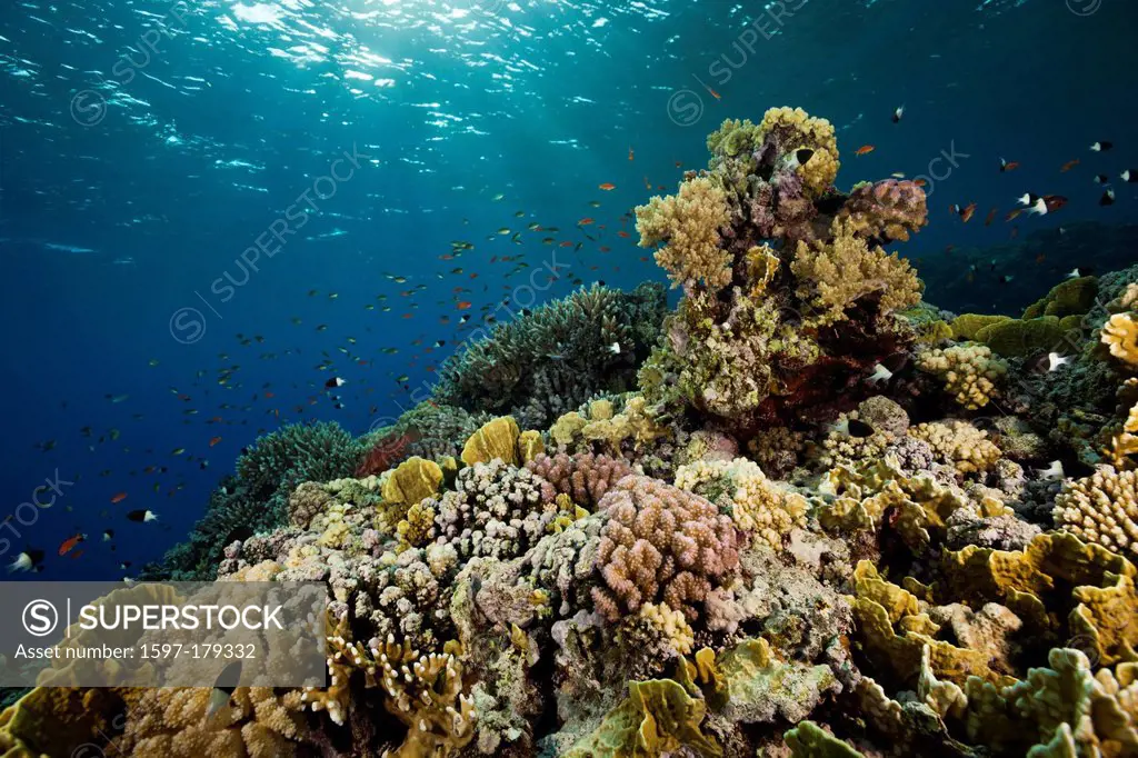 Reef Top, Hardcorals, Hard Coral, Stoney Corals, Stone Corals, Coral, corals, Reef, Reefs, Coralreef, Coralreefs, coral reef, Anthozoans, Anthozoa, No...