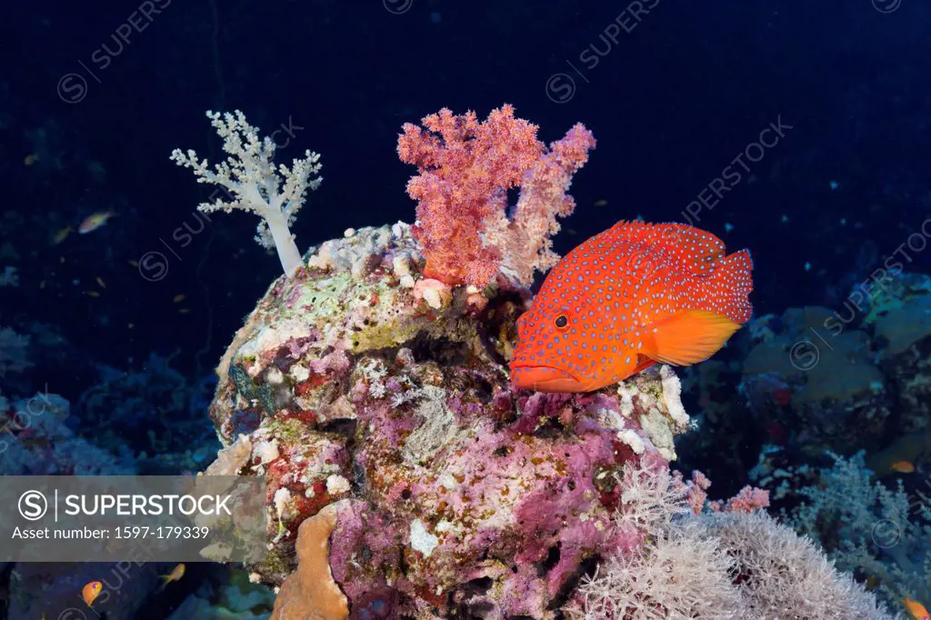 Coral Grouper, Grouper, Groupers, Epinephelinae, Serranidae, Perciformes, Predator, Fish, Fishes, Reef Fish, red, Reef, Reefs, Coralreef, Coralreefs, ...