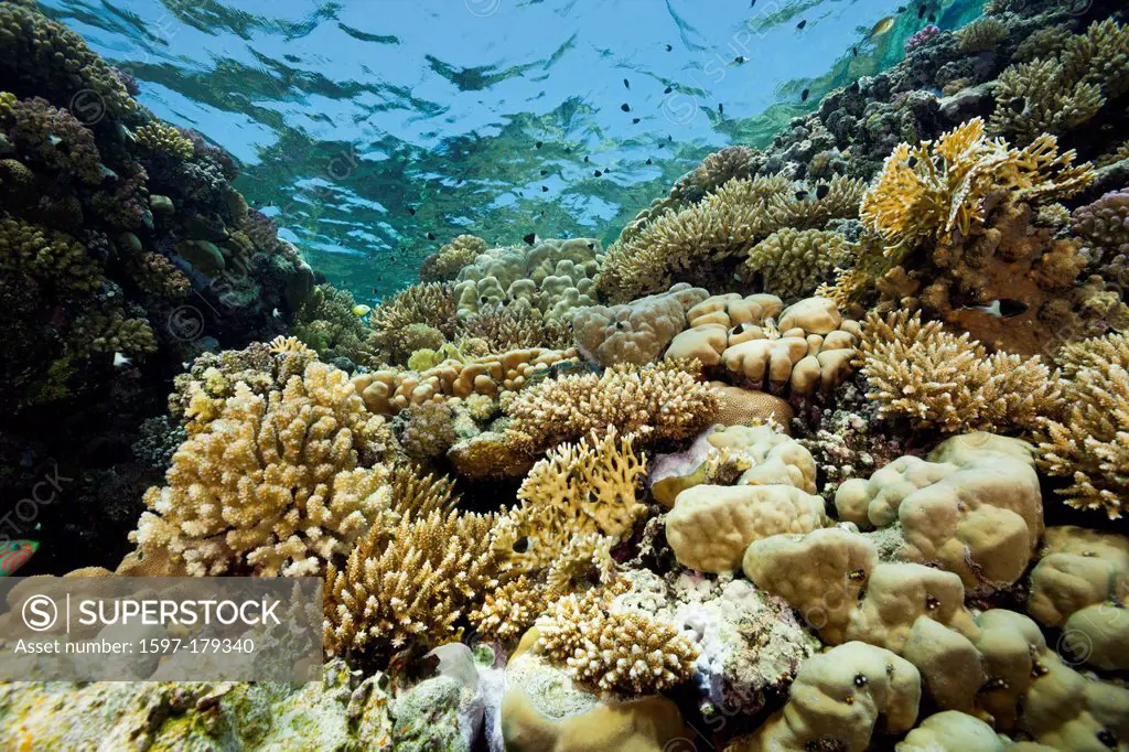 Reef Top, Hardcorals, Hard Coral, Stoney Corals, Stone Corals, Coral, corals, Reef, Reefs, Coralreef, Coralreefs, coral reef, Anthozoans, Anthozoa, Ze...