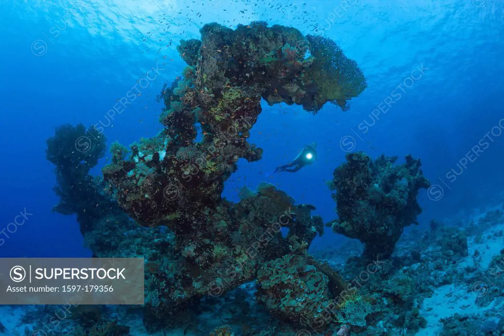 Coral Reef, Hardcorals, Hard Coral, Stoney Corals, Stone Corals, Coral, corals, Reef, Reefs, Coralreef, Coralreefs, coral reef, Anthozoans, Anthozoa, ...