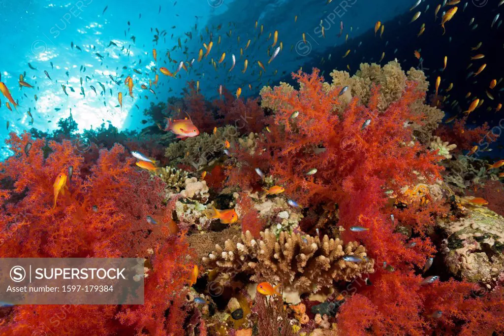 Soft Corals, Softcorals, Softcoral, Soft Corals, Coral, corals, Reef, Reefs, Coralreef, Coralreefs, coral reef, Anthozoans, Anthozoa, red, North Afric...