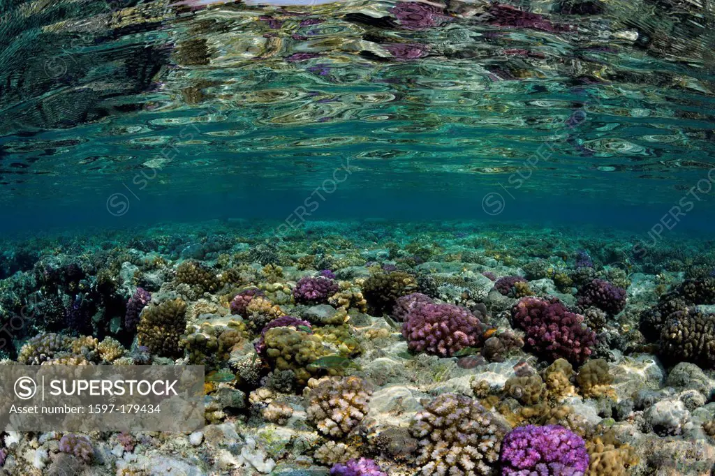 Reef Top, Hardcorals, Hard Coral, Stoney Corals, Stone Corals, Coral, corals, Reef, Reefs, Coralreef, Coralreefs, coral reef, Anthozoans, Anthozoa, Re...