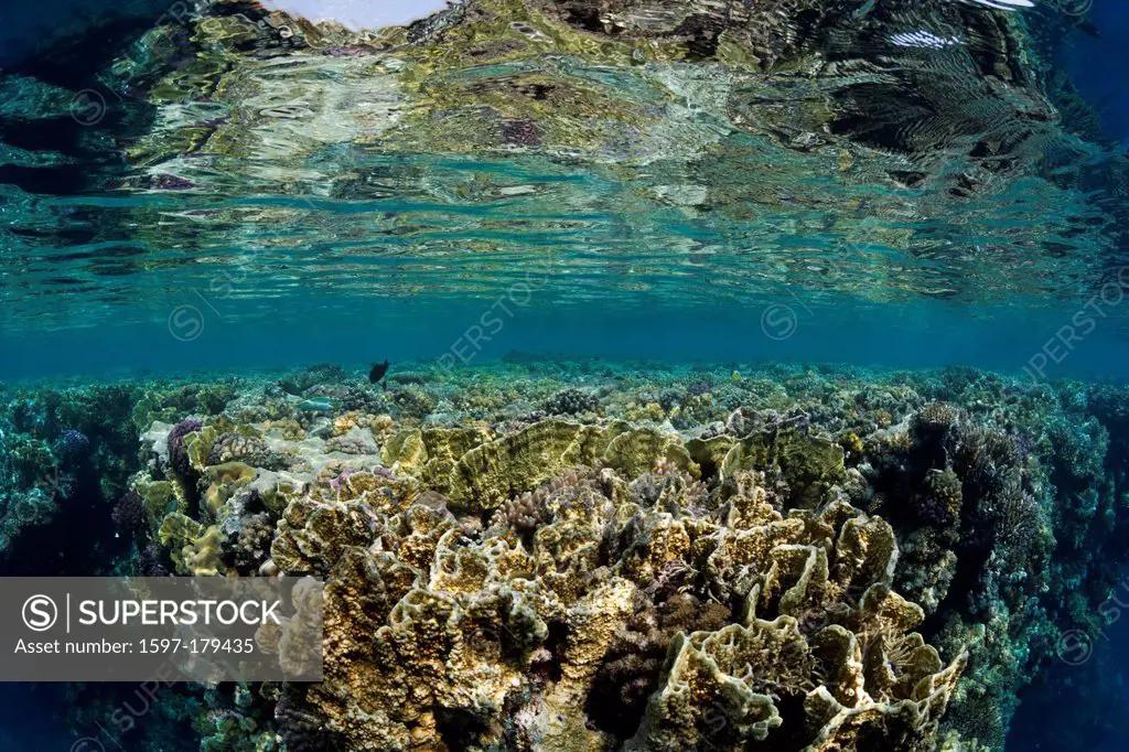 Reef Top, Hardcorals, Hard Coral, Stoney Corals, Stone Corals, Coral, corals, Reef, Reefs, Coralreef, Coralreefs, coral reef, Anthozoans, Anthozoa, Re...