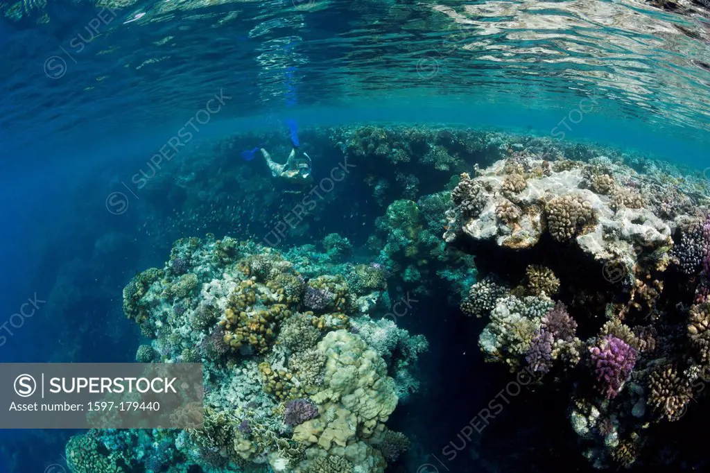 Skin diving, Hardcorals, Hard Coral, Stoney Corals, Stone Corals, Coral, corals, Reef, Reefs, Coralreef, Coralreefs, coral reef, Anthozoans, Anthozoa,...