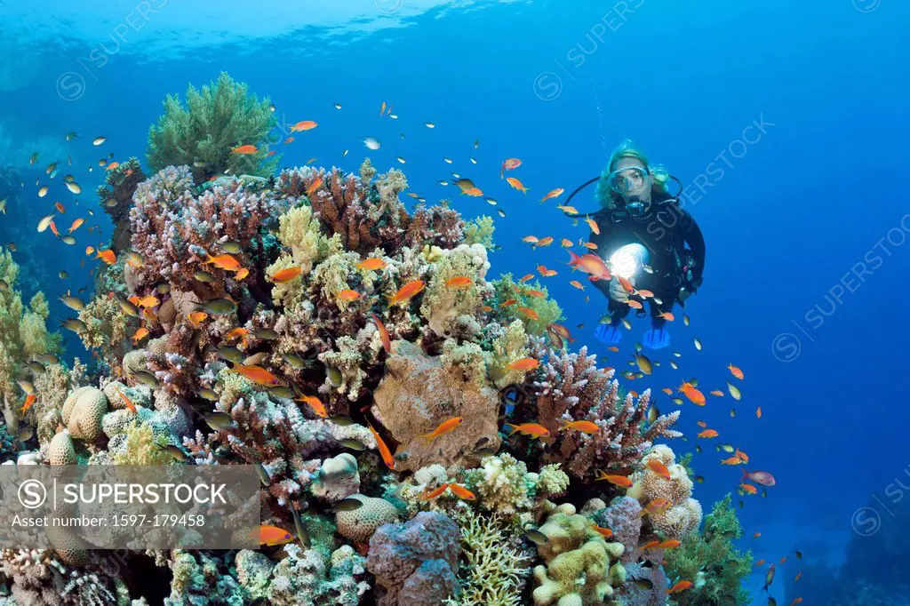 Scuba Diving, Scuba diver, scuba, diver, diving, dive, sportdiver, sportdiving, sport, watersport, Activity, Hardcorals, Hard Coral, Stoney Corals, St...
