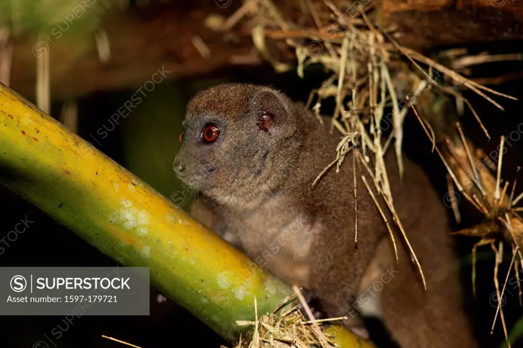 animal, mammal, lemur, Eastern lesser bamboo lemur, Eastern grey bamboo lemur, Eastern grey gentle lemur, Grey bamboo lemur, Bamboo lemur, endemic, ra...