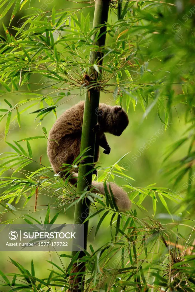 animal, mammal, lemur, Western gentle lemur, Sambirano lesser bamboo lemur, Western lesser bamboo lemur, Western grey bamboo lemur, endemic, rainfores...