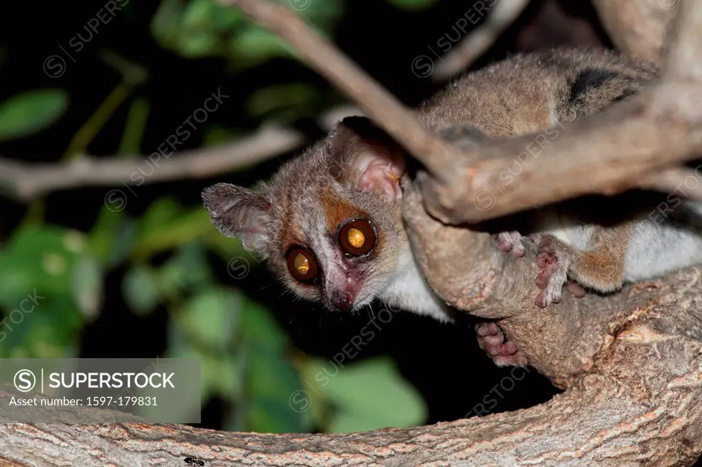 animal, primate, mammal, lemur, Mouse Lemur, Lemur, nocturnal, dry, deciduous, forest, Kirindy, Madagascar, Africa, island, nature, fauna, wildlife, w...