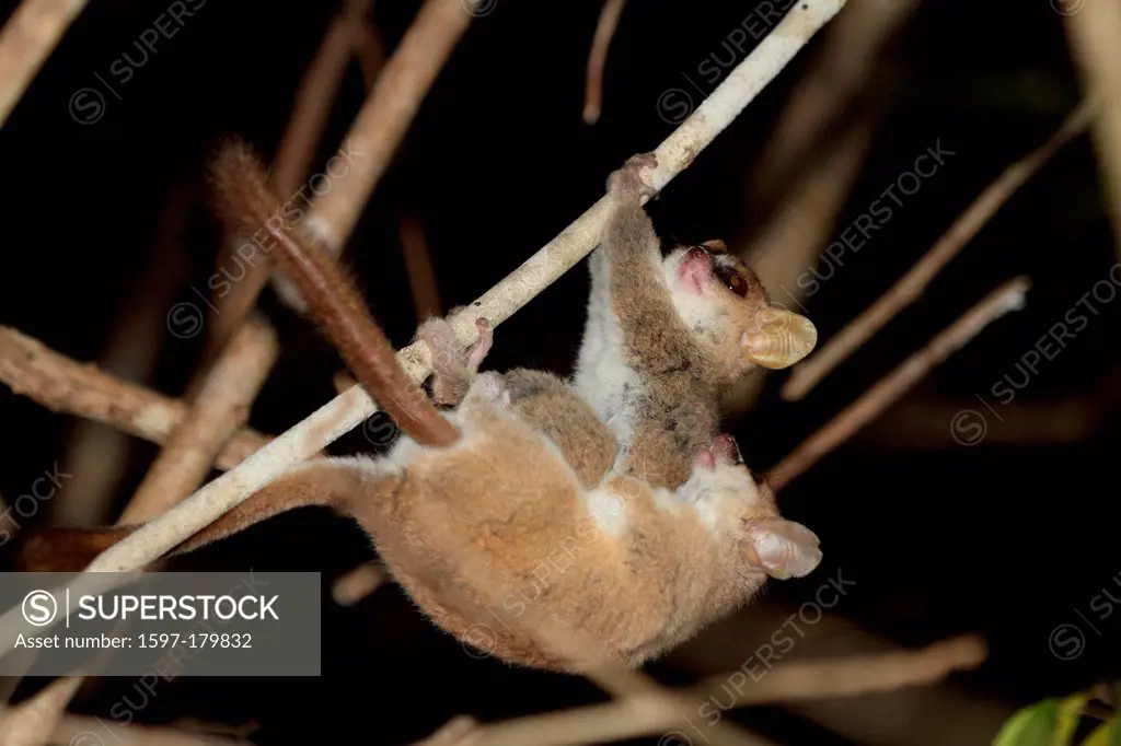 animal, primate, mammal, lemur, Grey Mouse Lemur, Gray Mouse Lemur, Lemur, mating, endemic, nocturnal, dry, deciduous, forest, Kirindy, Madagascar, Af...