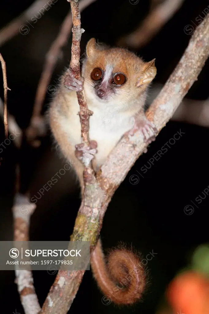 animal, primate, mammal, lemur, Mouse Lemur, Lemur, endemic, nocturnal, dry, deciduous, forest, Daraina, Madagascar, Africa, island, nature, fauna, wi...