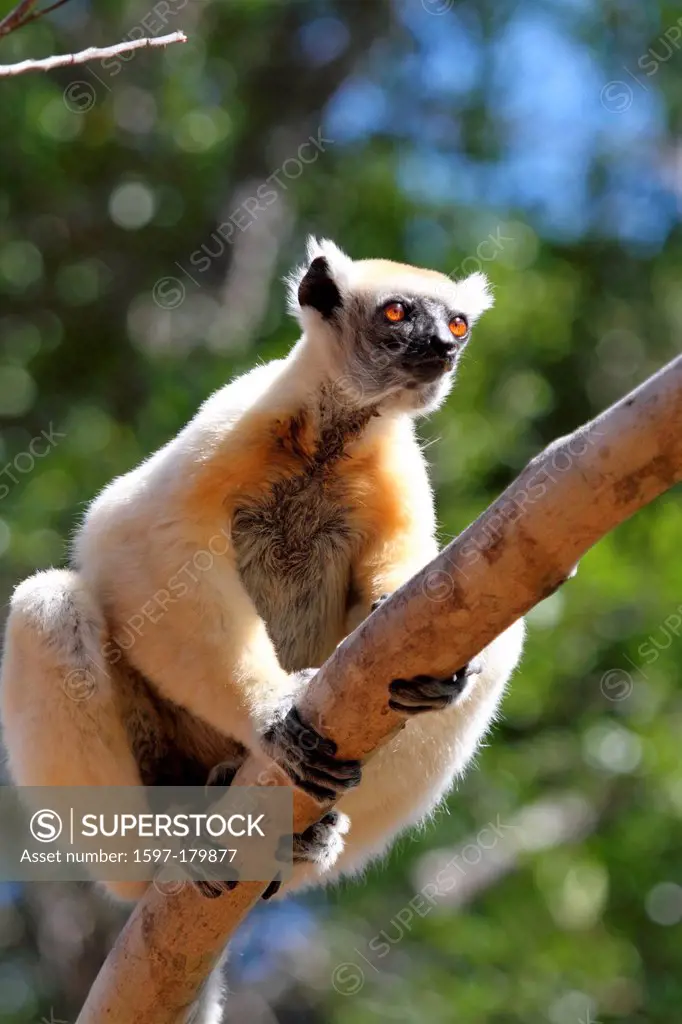 animal, primate, mammal, lemur, sifaka, Tattersall's sifaka, Golden-crowned sifaka, endemic, nocturnal, dry, deciduous, forest, Kirindy, Madagascar, A...