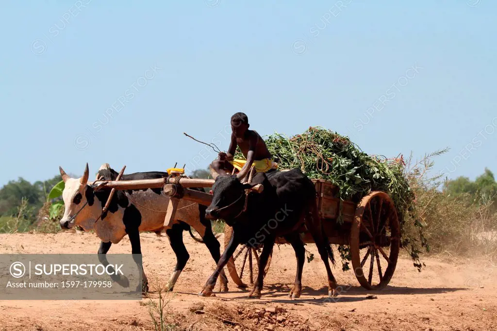 men, man, local, locals, zebu, zebus, zebu cart, cart, cattle, oxcart, traditional, tradition, Madagascar, Africa, island, wagon,