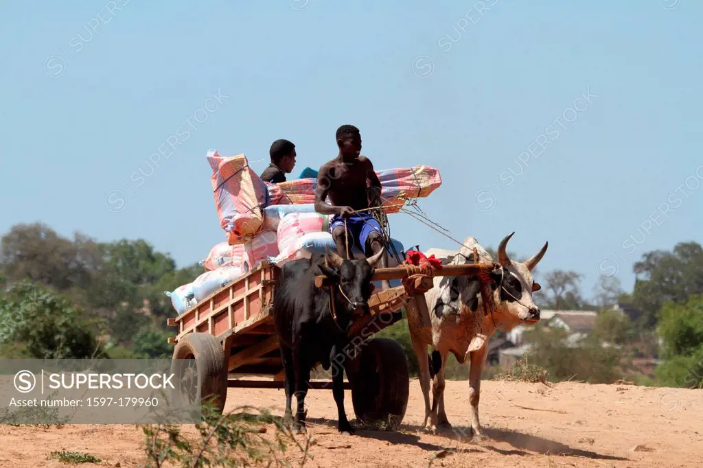 men, man, local, locals, zebu, zebus, zebu cart, cart, cattle, oxcart, traditional, tradition, Madagascar, Africa, island, wagon,