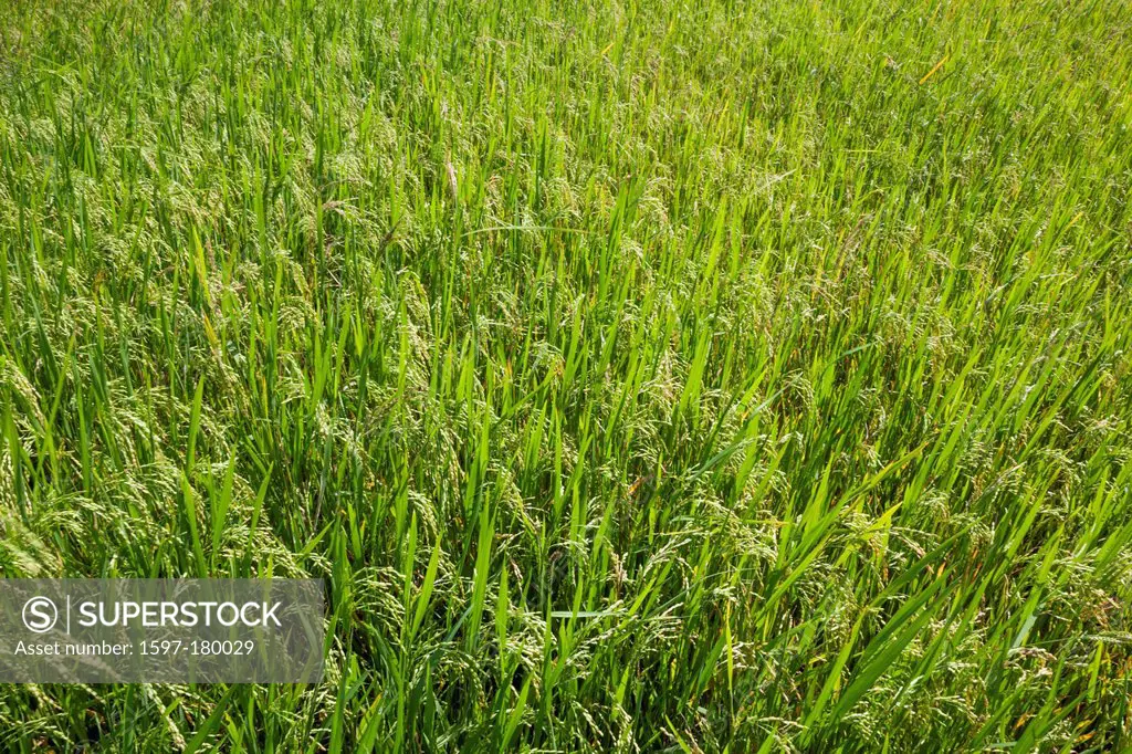 Asia, Vietnam, Mui Ne, Rice Field, Rice, Agriculture, Crops, Rice Growing, Field, Fields, Green