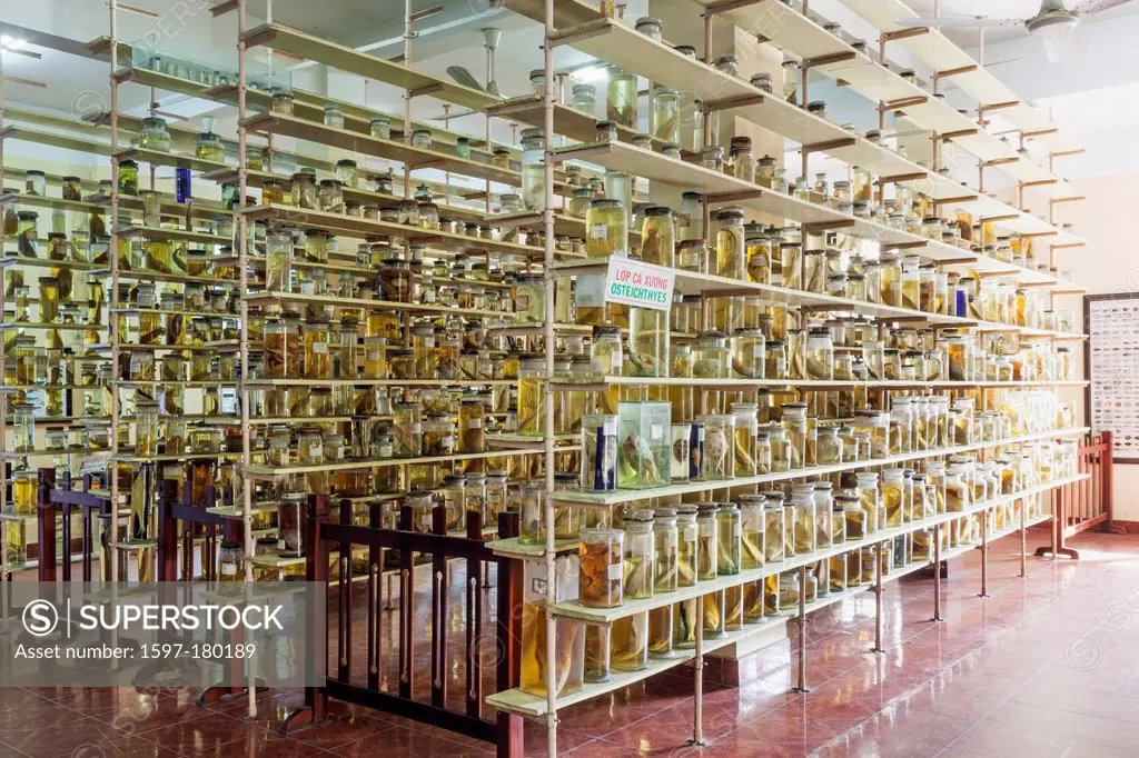 Asia, Vietnam, Nha Trang, Oceanographic Museum, Marine, Science, Marine Specimens, Specimen Jars, Museum, Museums