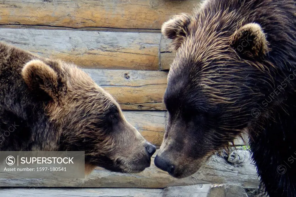 brown bear, ursus arctos, Alaska, conservation center, bear, animal, USA